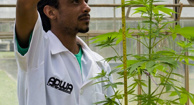 Estudos científicos buscam variedades de cannabis tipicamente brasileiras